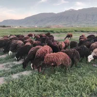 گوسفند شیشک بره ماده