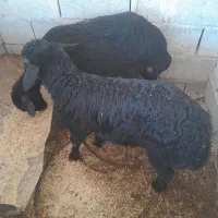 دوعددبرهشیرمست