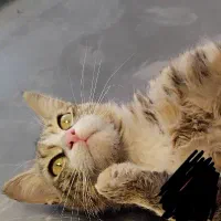 واگذاری گربه معلول