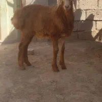 بره چینی نر