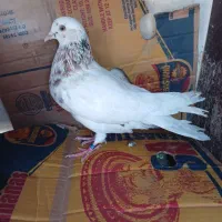 کبوتر پرشی غریب گیری