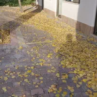 جشنواره گلهای داوودی|گردهمایی و همایش|اندیشه, اندیشه فاز ۱|دیوار