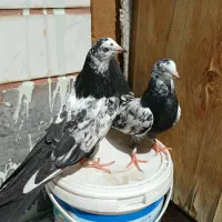 کبوتر دم سیاه،و کله ای