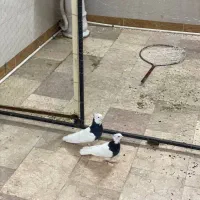 فروش یک جفت طوقی پرشی مهر|پرنده|جوادآباد, |دیوار