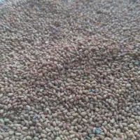 بذر یونجه گرمسیر|خدمات باغبانی و درختکاری|مهران (ایلام), |دیوار
