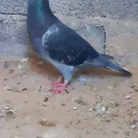 جفت پشت بسته نر عراق ماده ایران