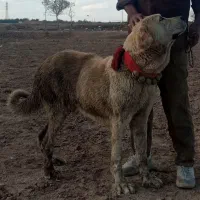 واگذاری سگ آلابای پژدر سرابی قدرجونی