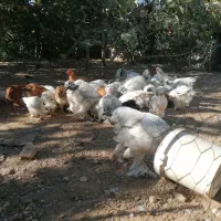 برهما لایت|حیوانات مزرعه|همایجان, |دیوار