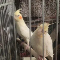 عروس هلندی جفت