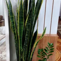 گلکده آیلار|گل و گیاه طبیعی|فردوس (خراسان), |دیوار