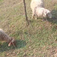 گوسفند|حیوانات مزرعه|سیاهکل, |دیوار