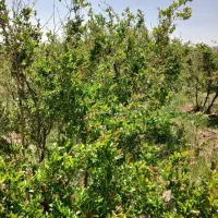باغ-روستای-اندیس