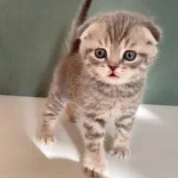 گربه بریتیش اسکاتیش|گربه|مشهد, فردوسی|دیوار