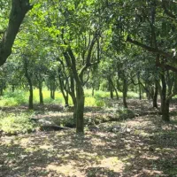 ۲۵۰ متر/مسکونی/سند تک برگ