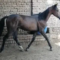 کره مادیان هلیشتاین پرشی