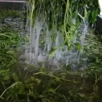 سبزی خورد شده|خوردنی و آشامیدنی|رشت, چله خانه|دیوار