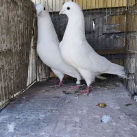 کبوتر کفتر چهار تا