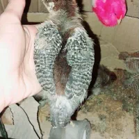 جوجه محلی ۳هفته ای سراوان