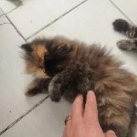 طوله گربه پرشین|گربه|مشهد, دانشجو|دیوار