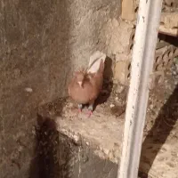 زرد دم سفیدماده|پرنده|دوگنبدان, |دیوار