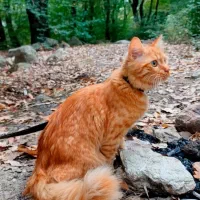 فروشی|گربه|بجنورد, |دیوار