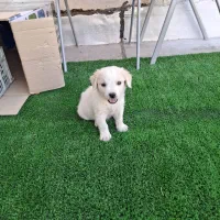 سگ پاکوتاه با نژاد اصل