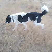 ۲تاسگ گله ای