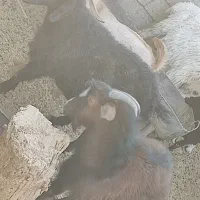 حیوانات مزرعه گاو گوسفند بز|حیوانات مزرعه|زابل, |دیوار