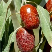 عرضه نهال سنجد خشکباری