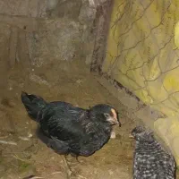 نیمچه خروس گلین|حیوانات مزرعه|اطاقور, |دیوار