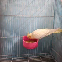 عروس هلندی|پرنده|مشهد, عبادی|دیوار