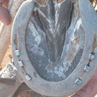 نعل بندی اسب .سرد و نعل داغ|اسب و تجهیزات اسبسواری|سنندج, |دیوار