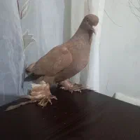 یک عدد کبوتر ساری ارکح