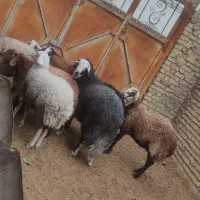 گوسفند و شیشک قوچ و شیشک ماده و بره|حیوانات مزرعه|فلاورجان, |دیوار