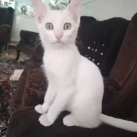 حیوانات خانگی