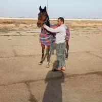 مادیون عرب خالص مدرک دار