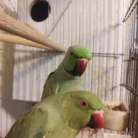 ملنگو جفت|پرنده|تهران, بهار|دیوار