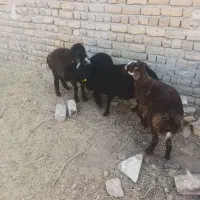 برع|حیوانات مزرعه|ساوه, |دیوار