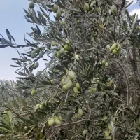 زیتون ماری