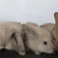 خرگوش لوپ|موش و خرگوش|کومله, |دیوار