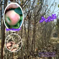 نهال سیب|گل و گیاه طبیعی|میاندوآب, |دیوار