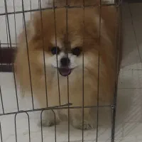 سگ دوسرخرسی