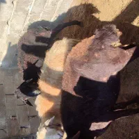 گوسفند سن بالا|حیوانات مزرعه|سیمین شهر, |دیوار