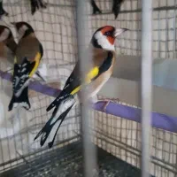 چند عدد سهره باغیی درجه یک درجه یک