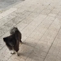 پاکوتا|سگ|یامچی, |دیوار