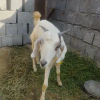 کهره ماده|حیوانات مزرعه|میناب, |دیوار