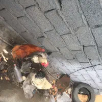 خروس|حیوانات مزرعه|فردوسیه, |دیوار