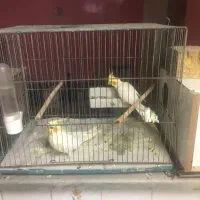 عروس پرنده خوشگل