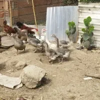 ۶ عدد غاز محلی سه ماهه دونه ایی