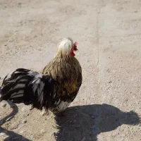 خروس پاکوتاه